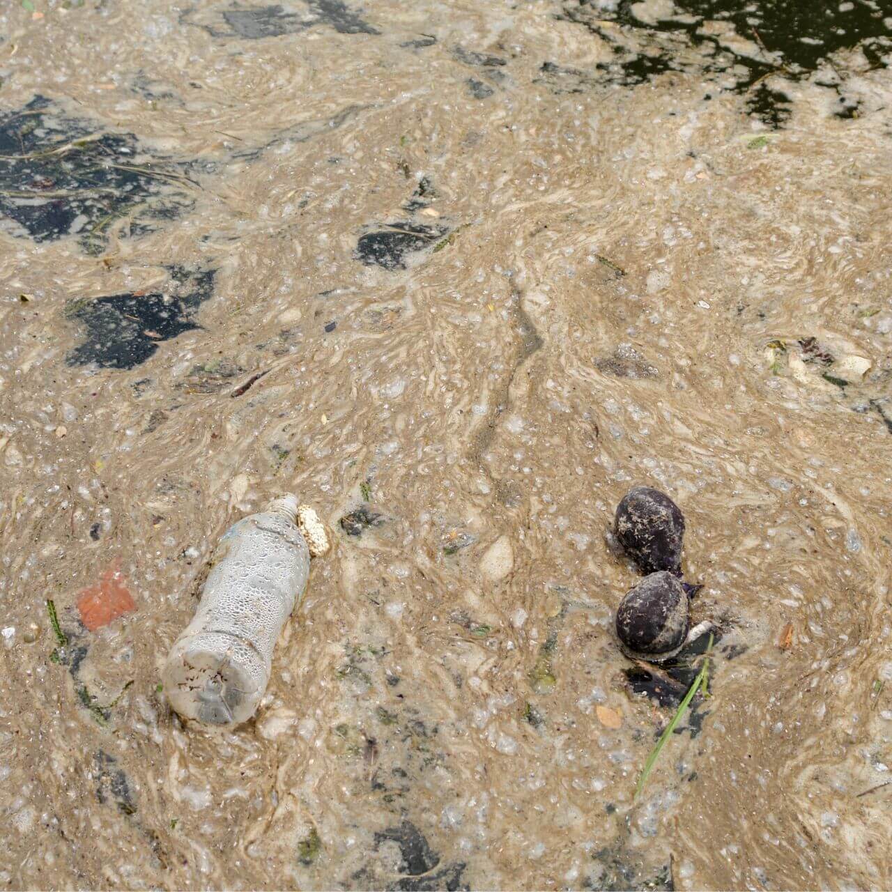 Water Pollution